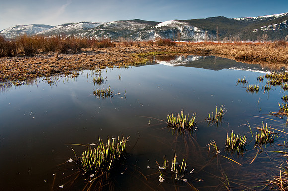 Pond in Lamar Valley