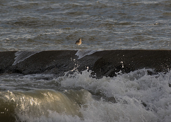 Edisto Island Beach and State Park