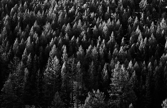 Pine Trees near Lamar Valley