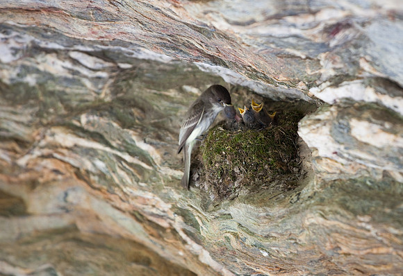 Hanging Rock State Park Nesting Bird