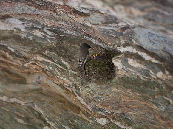 Hanging Rock State Park Nesting Bird