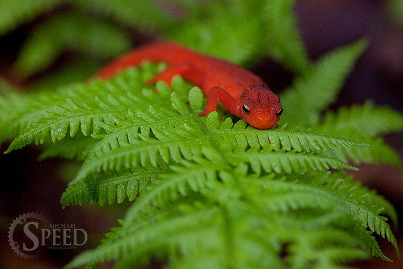 Northern Red Salamander on fern in North Carolina