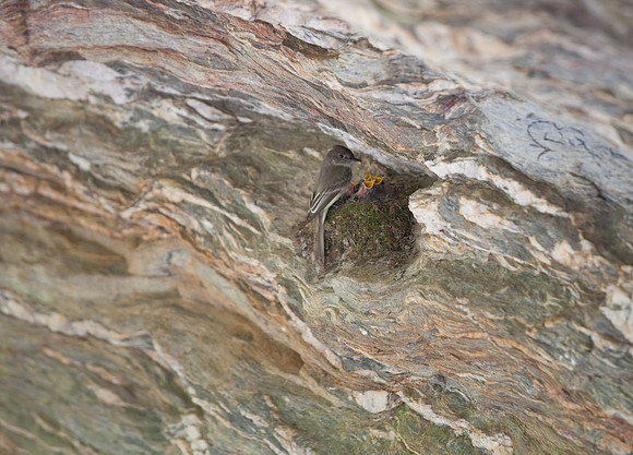Hanging Rock State Park Nesting Bird