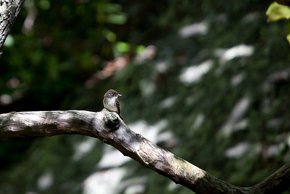 Hanging Rock State Park Nesting Bird