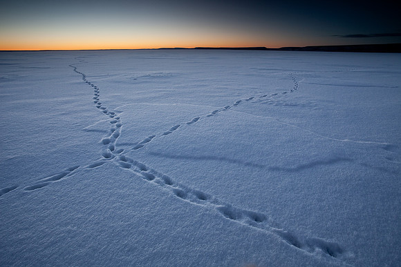 Animal tracks on Big Lake
