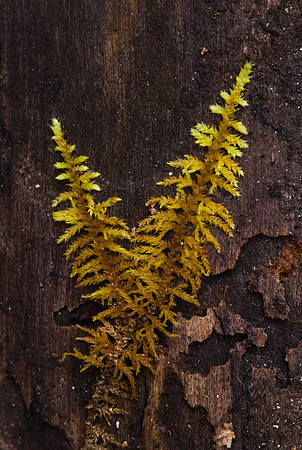 Yellow moss