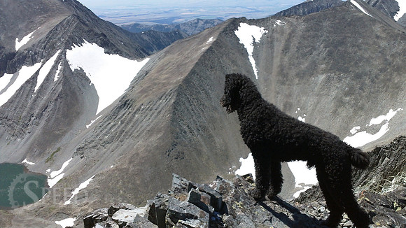 A poodle on the saddle