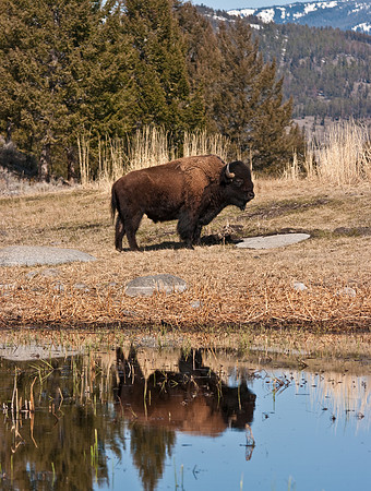 Bison Near Pond