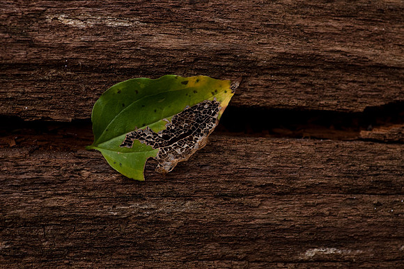 Macro detail of a leaf on a log.  The frame work of a leaf.