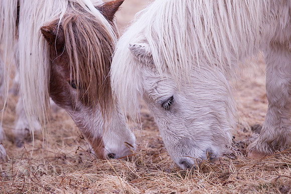 Grayson Highlands Pony