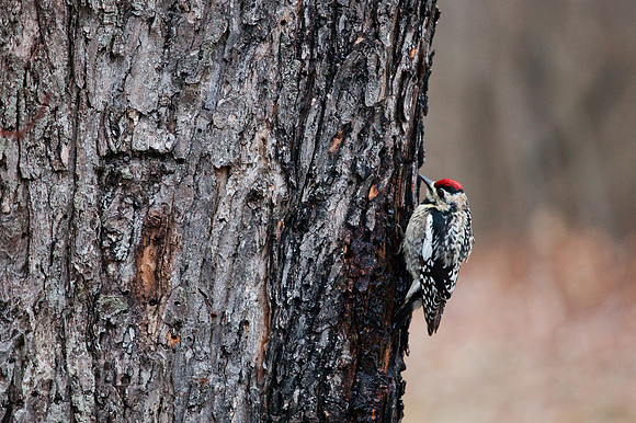 Downy Woodpecker