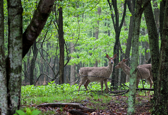 Deer near entrance of Stone Mountain