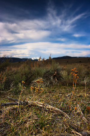 Plains in Yellowstone