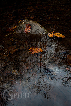 A reflection of a naked tree in a creek at Stone Mountain State Park.