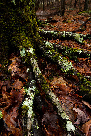 Grayson Highlands State Park