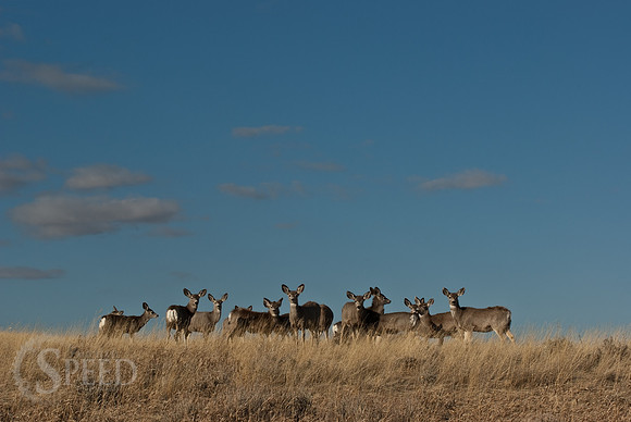 A group of Mule Deer