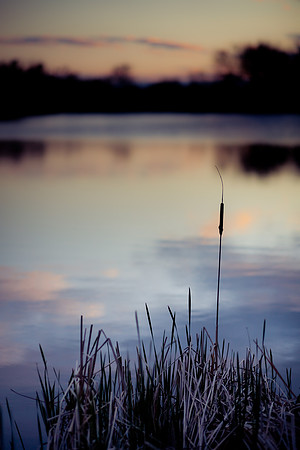 Cattail at sunset