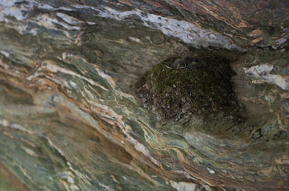Hanging Rock State Park Nesting Bird