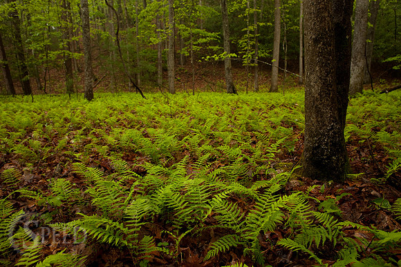 Ferns growing under trees