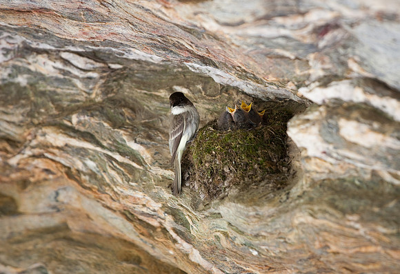 Hanging Rock State Park Nesting Bird