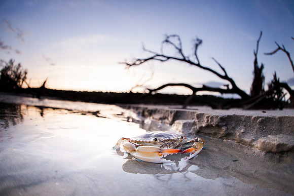 Hunting Island State Park