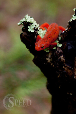 Northern Red Salamander on stump in North Carolina