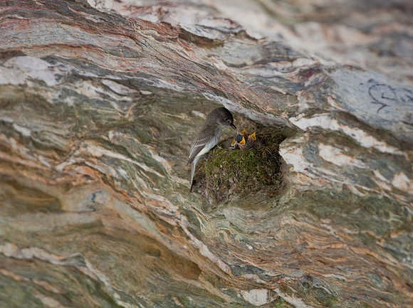 Hanging Rock State Park Nesting Bird