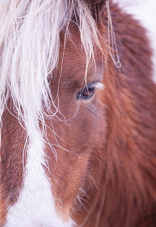 Grayson Highlands Pony