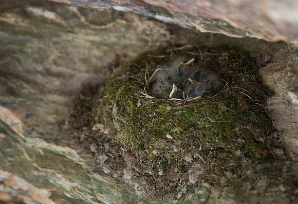 Hanging Rock State Park Nesting Bird