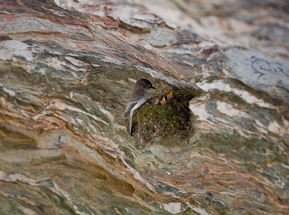 Hanging Rock State Park Nesting Bird