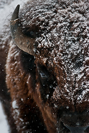 close up portrait of a Bison