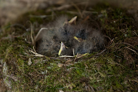 Hanging Rock State Park Nesting Bird
