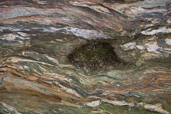 Hanging Rock State Park Nesting Bird