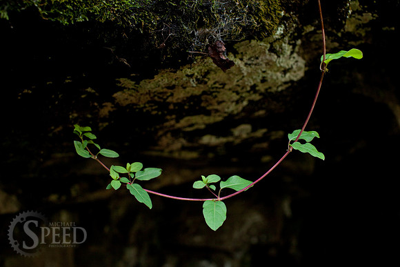 Vines near Jones Run Falls.