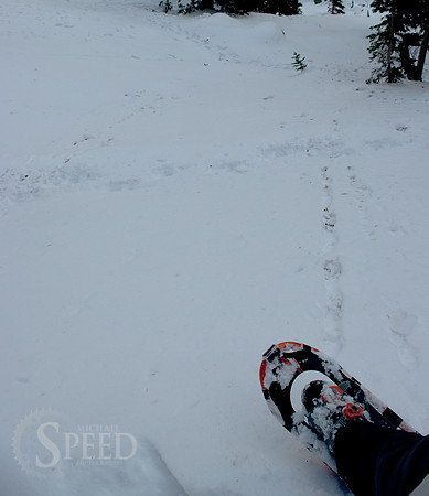 Looking down on snow shoe tracks.