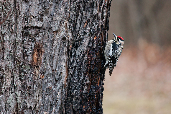 Downy Woodpecker