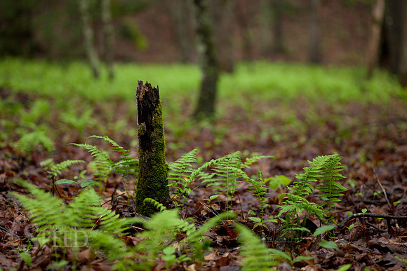 Vibrant Green Ferns