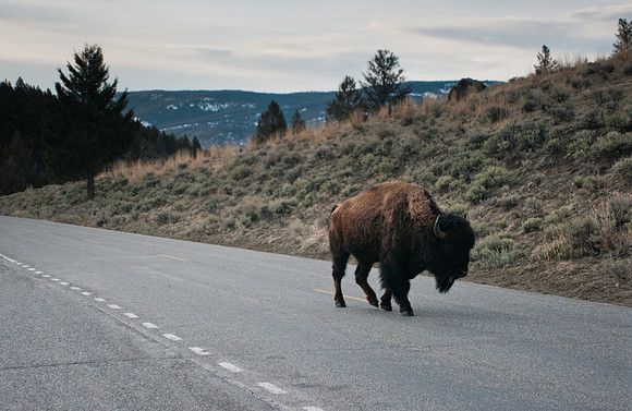 Bison on Road