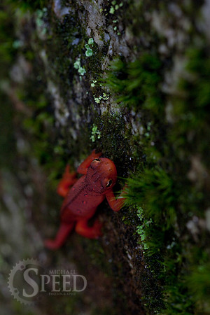 Northern Red Salamander on moss in North Carolina
