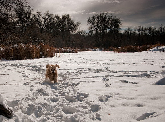 Cocker spaniel runs through snow at Riverfront Park