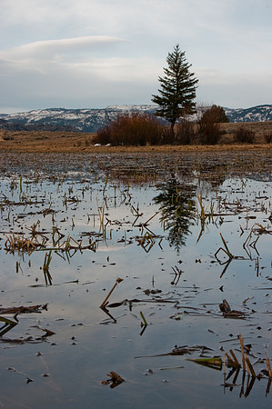 reflection of tree