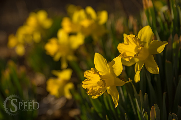 Daffodils near Grayson Highlands State Park