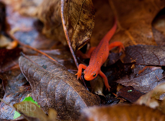 Northern Red Salamander on leaves in North Carolina