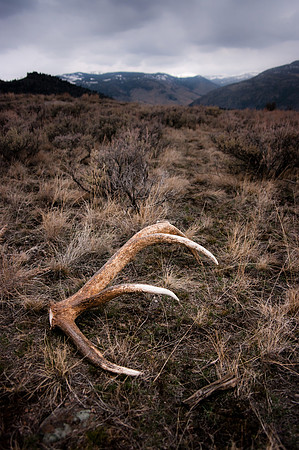 elk shed in the back country