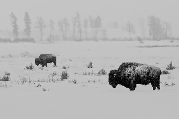 Bison in winter in Lamar Valley