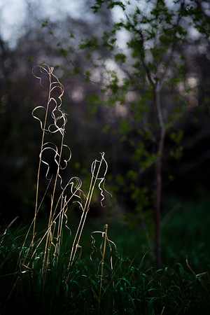 Grass in Riverfront Park