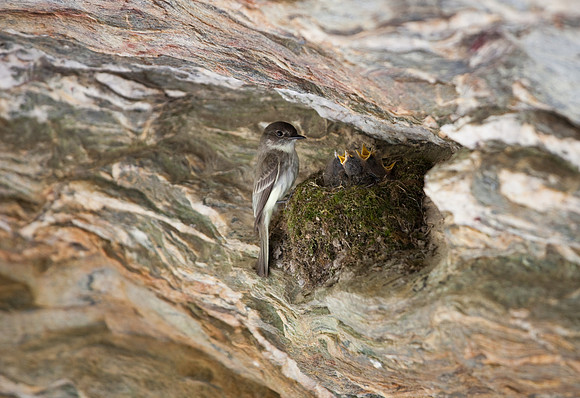 Hanging Rock State Park Nesting Bird