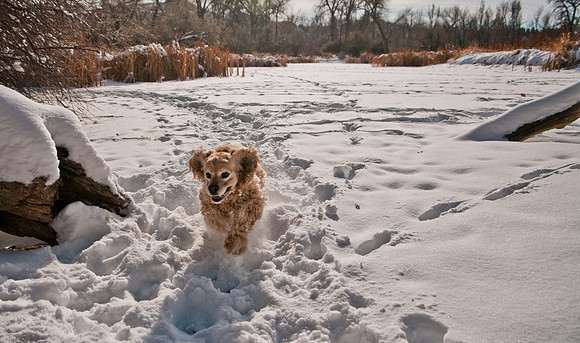 Cocker spaniel runs through snow at Riverfront Park