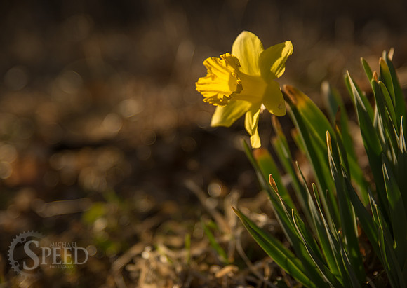 Daffodils near Grayson Highlands State Park