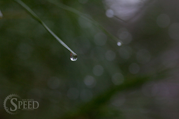Rain drops cling to a pine tree in Stone Mountain State Park.
